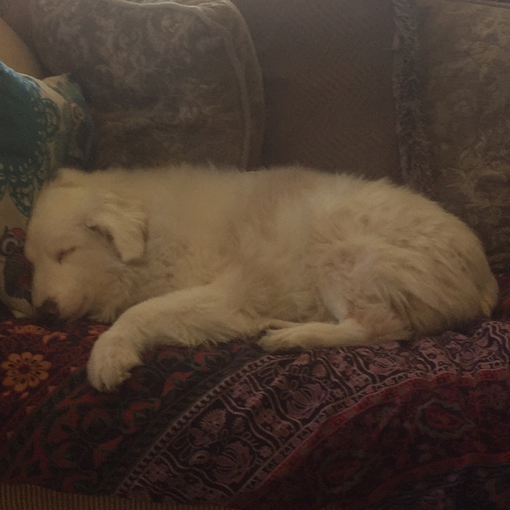 Meet your Posher, Sig